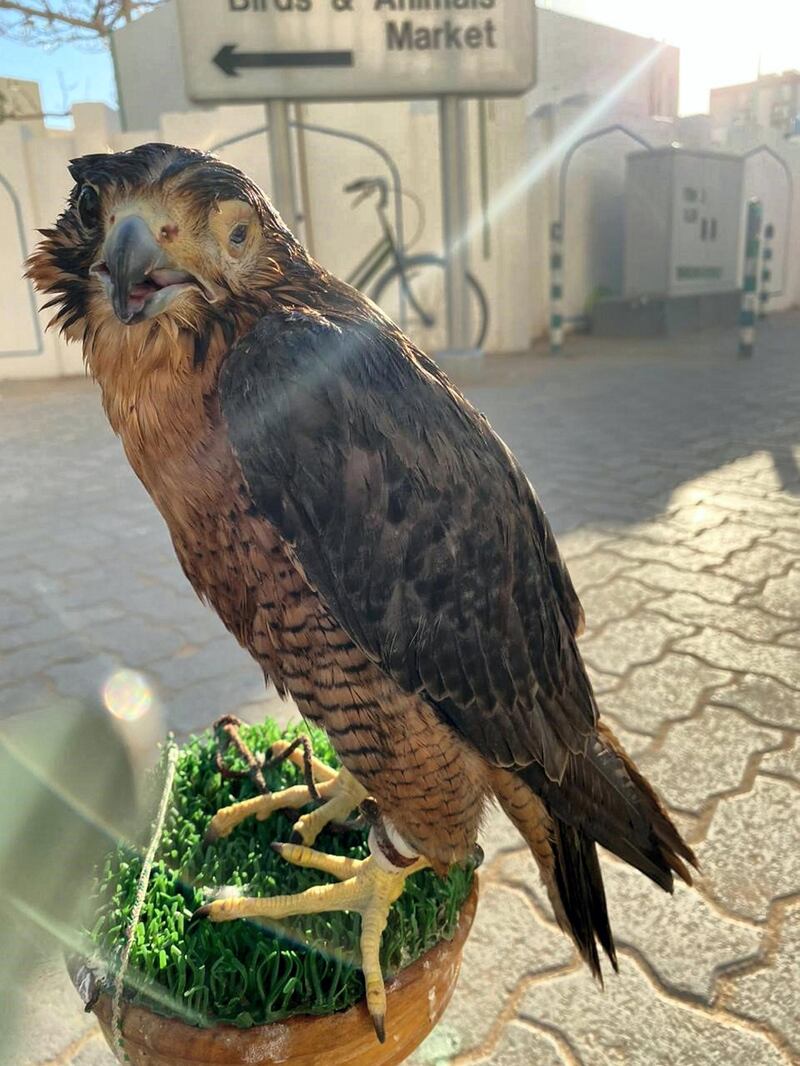 Rescuers saved a sick falcon later discovered to be suffering from a serious sinus infection. Courtesy: Mariam Ghanem and Muna Lardhi 