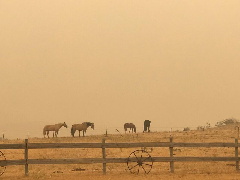 Horses graze amid haze in Jindabyne, a township affected by the Dunns Road bushfire, in New South Wales. Reuters