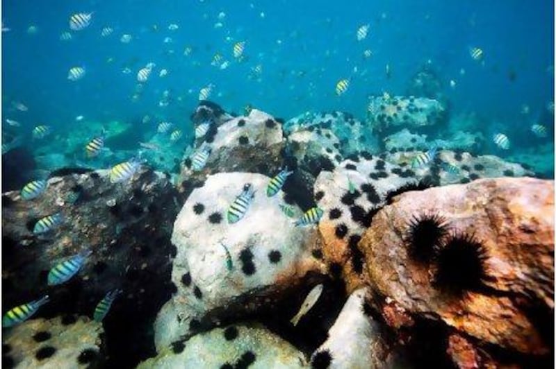 The coral transplant at The World development in Dubai: better not to damage reefs in the first place, say experts.