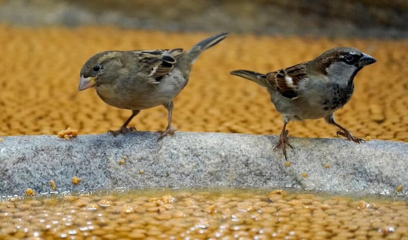 Sparrows in Karlsruhe, Germany. EPA
