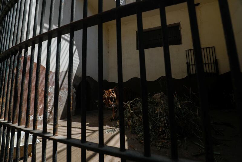 A tiger in its cage after Giza Zoo was closed to visitors to help prevent the spread of coronavirus disease. Reuters