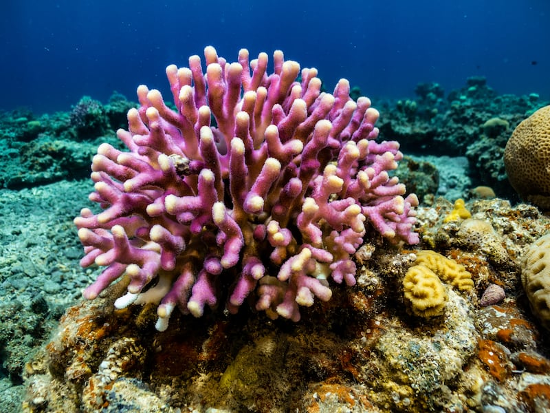 The scientific community estimates that more than 90 per cent of reefs will die by 2050 due to climate change and direct human impact. 