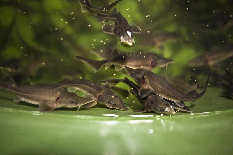 Young sturgeon at Emirates AquaTech in Mussafah. The farm in Abu Dhabi will have a maximum annual production capacity of 35 tonnes of caviar and 700 tonnes of sturgeon meat. Silvia Razgova / The National
