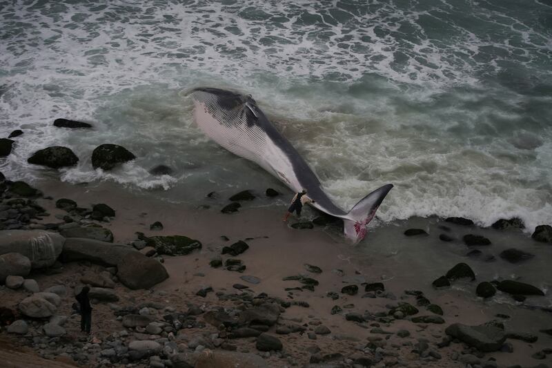 A dead minke whale that washed up on the Punta Hermosa beach in Lima, Peru. AP