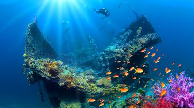 Saudi Arabia offers rich marine life and some untouched dive sites. Photo: Saudi Tourism Authority