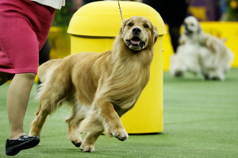 Dressage: Daniel, the golden retriever, competes in the sporting group on February 11, 2020, in New York. AP