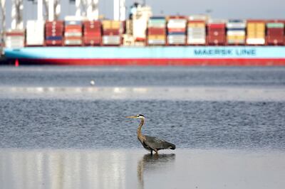 FILE PHOTO: A heron hunts for food as the ship Anna Maersk is docked at Roberts Bank port in Vancouver, British Columbia, Canada June 29, 2019. REUTERS/Jason Redmond/File Photo