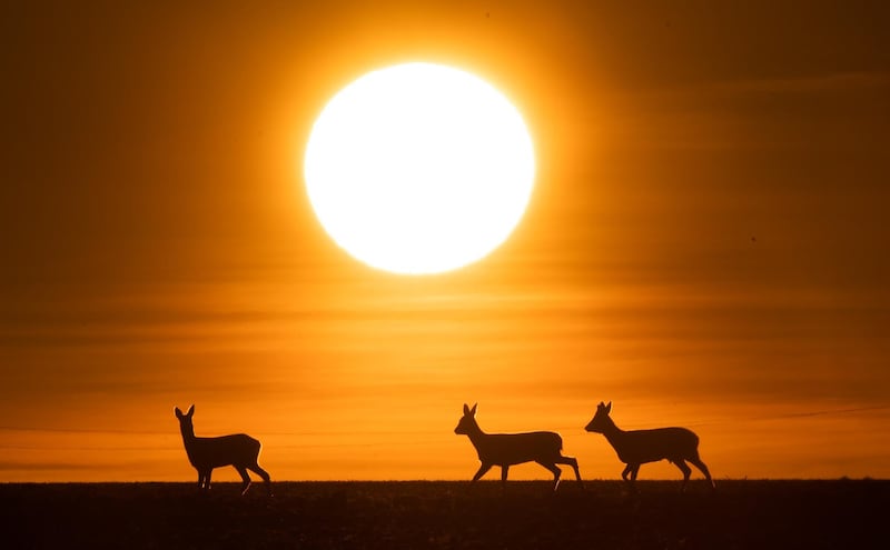 Deer run at sunrise over a field on the border of the Hannover region and the district of Hildesheim in Laatzen, northern Germany. AFP