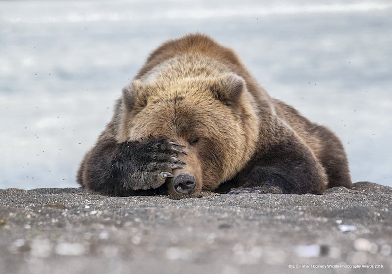 The Comedy Wildlife Photography Awards 2019
Eric Fisher
Washington DC
United States
Phone: 2164098938
Email: ericfisherphotography@gmail.com
Title: Monday Morning Blues
Description: In Alaska this past summer, we were watching Brown Bears catching salmon out of a small river. This young juvenile had a very successful morning and walked over next to us and plopped down with a full stomach. Over the next 10 minutes he went through a hilarious range of emotions - from hiding his face from the light of day and completely passing out, to giving us a "diva" look and his overall face of satisfaction. This particular photo is exactly what I look like on a Monday morning. I started laughing the second I took this photo as it's so spot on.
Animal: Brown Bear
Location of shot: Alaska