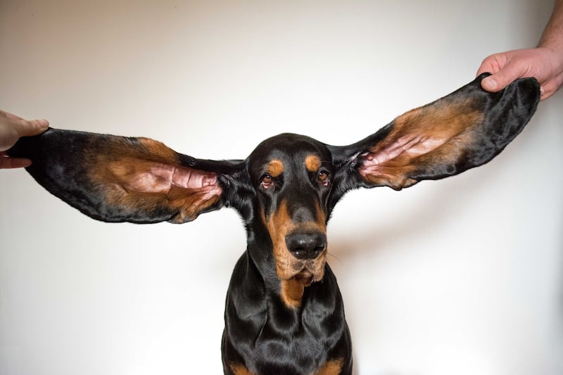 Lou has the longest ears on a dog living.