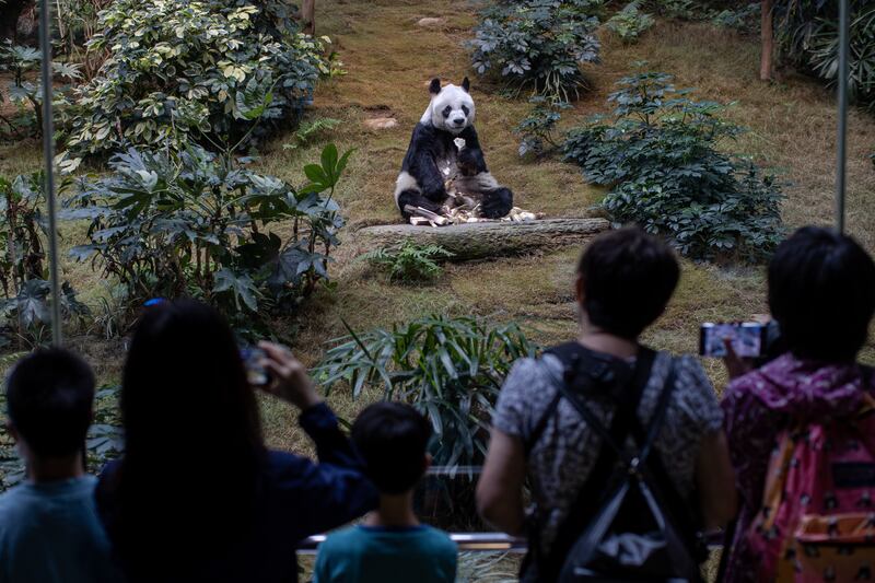 Ocean Park in Hong Kong has announced that An An, pictured in 2020, the world's oldest male giant panda under human care, has died. EPA 