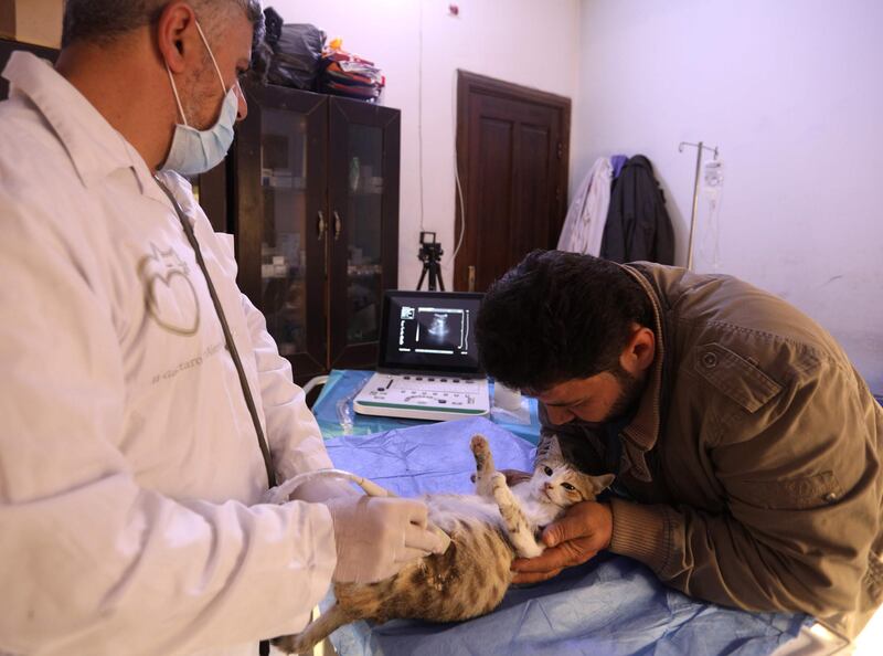 Mohammed Alaa al-Jaleel helps hold a feline patient on her back as an ultrasound probe is rolled across her pregnant belly at Ernesto's Cat Sanctuary. AFP