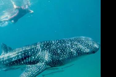 Divers had a rare 20 minute swim with a five-metre whale shark off the coast of Abu Dhabi. Courtesy Darrell Seale