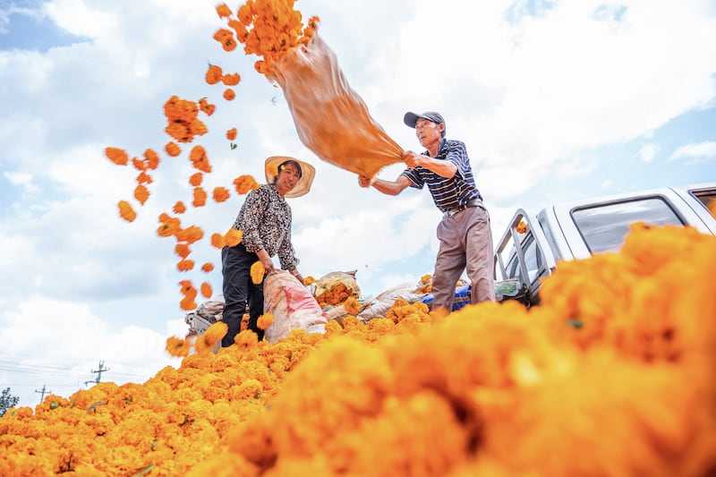 Farmers picking up marigold flowers at a field in Bijie, in China's south-western Guizhou province. AFP