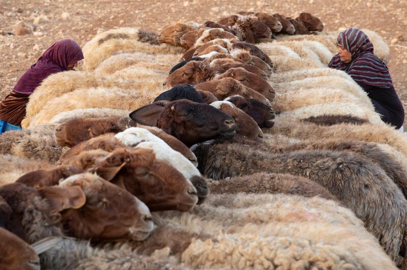 Jordanian Bedouin women milk sheep ahead of  Eid Al Adha.  EPA