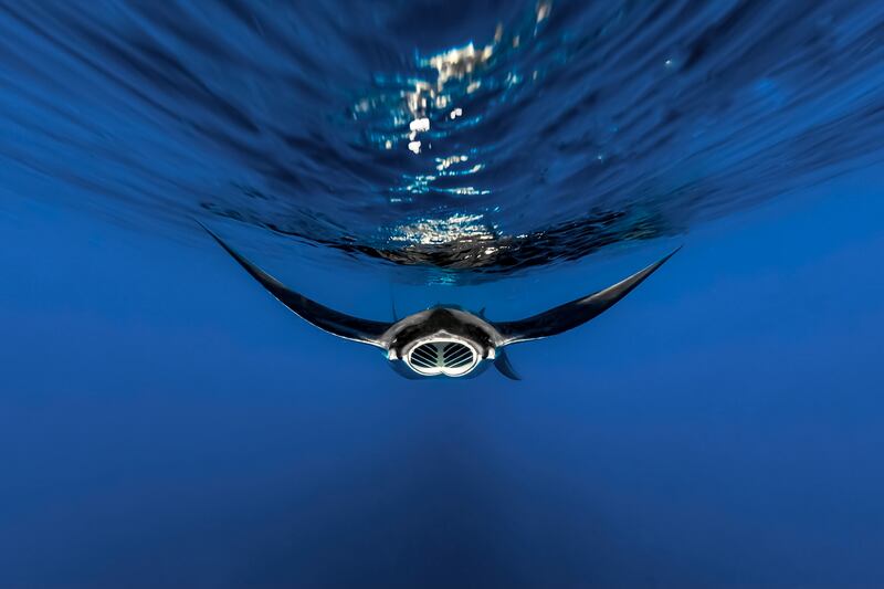 Third place, Ocean Wildlife Photographer of the Year, Juan Mizael Palomeque Gonzalez, from Mexico. A manta ray, and beautiful symmetry. 