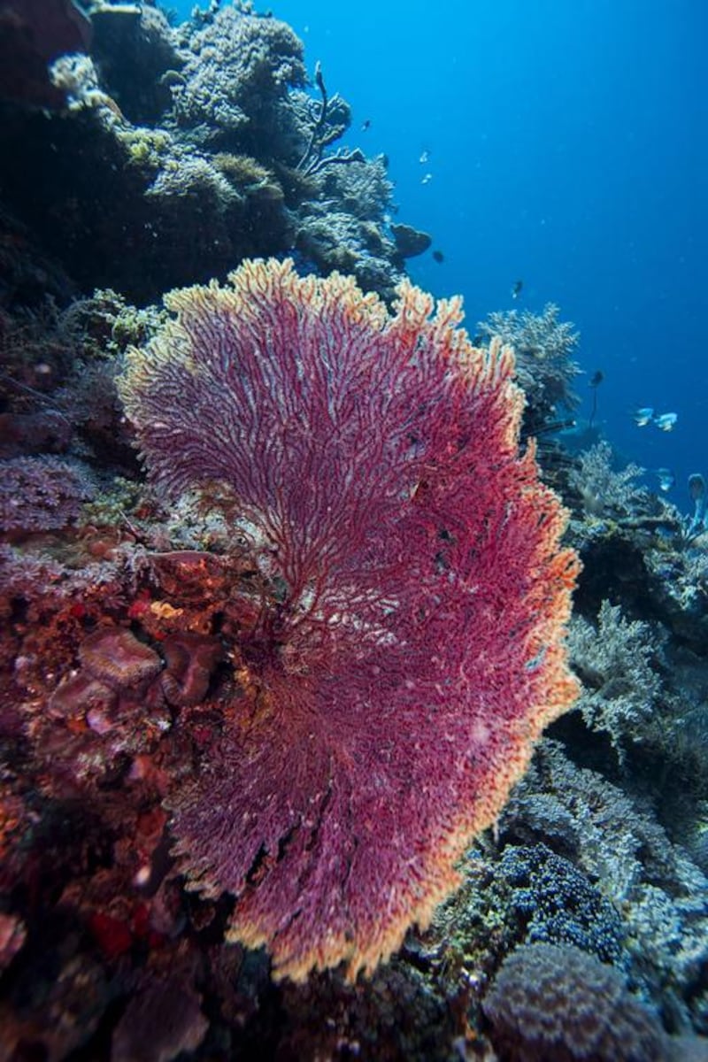 A fan coral grows along the reef where it is able to catch nutrients from the passing current.