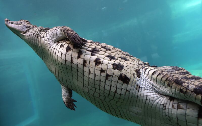 Dubai Crocodile Park in Mushrif Park opened a short while ago and its 250-strong reptile population is already a hit with visitors. All photos: Chris Whiteoak / The National