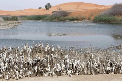 Al Ain, United Arab Emirates - Dead fish is seen at Zakher Lake in Al Ain.  Ruel Pableo for The National for Haneen's story