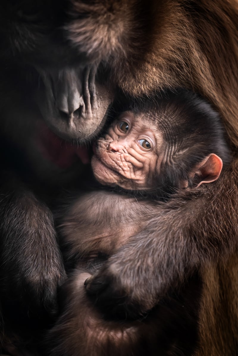 Kobo, a baby gelada monkey with his mother Feven, at Yorkshire Wildlife Park in Doncaster, South Yorkshire. PA