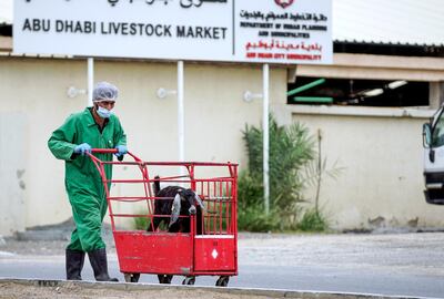 Abu Dhabi, United Arab Emirates, April 20, 2020. 
  -- Last ride.  A goat being carted from the Abu Dhabi Livestock Market to the Public Slaughter House which is directly across the street.
Victor Besa / The National
Section:  NA
For:  Stock images