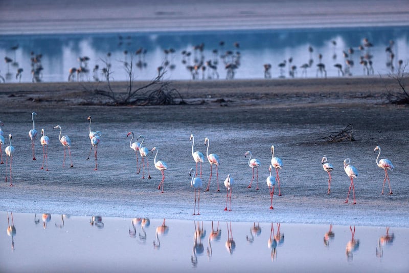 Abu Dhabi, United Arab Emirates, August 6, 2020. 
A record 876 flamingo chicks hatched at Abu Dhabi’s Al Wathba Wetland Reserve this season.
Victor Besa /The National
Section: NA
For:  Standalone/Big Picture