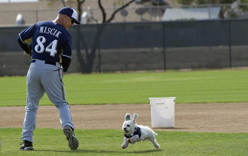 Hank, a stray dog that the Brewers recently found wandering their practice fields at Maryvale Baseball Park, helps instructor Bob Miscik field a ball during spring training on February 21, 2014, in Phoenix. The team and staff have been taking care of Hank since he was found at the park on President’s Day. Hank is named after Hank Aaron. AP Photo / Cheryl Evans