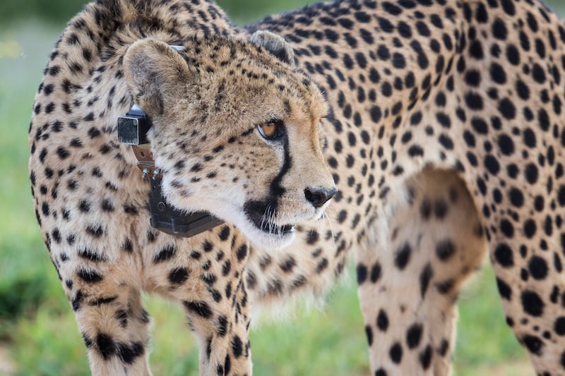 A wild Namibian cheetah fitted with satellite collar.