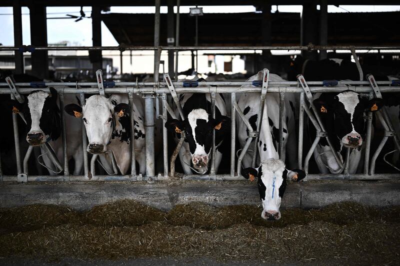 Cows emit enormous quantities of methane gas, a significant contributor to global warming. AFP