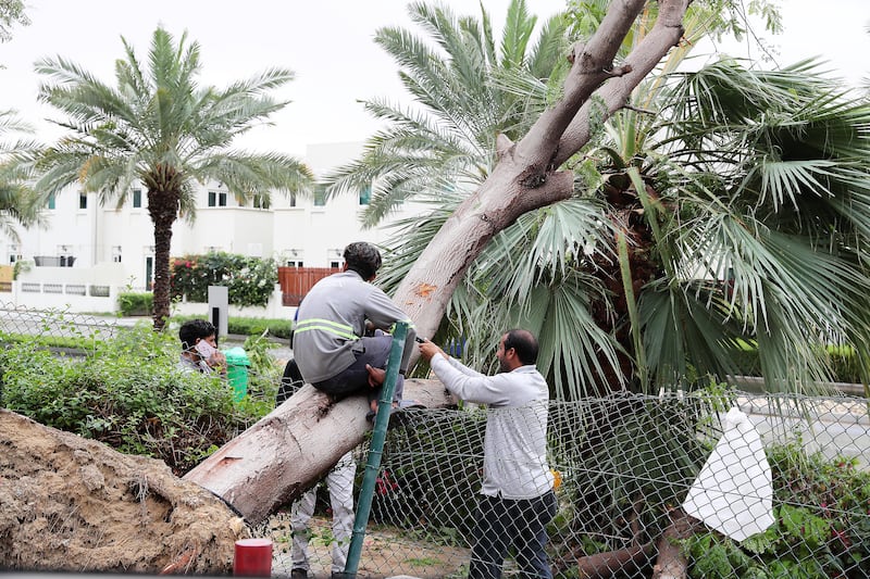 Workers cut down a tree that was uprooted by the storm in Dubai. Pawan Singh / The National