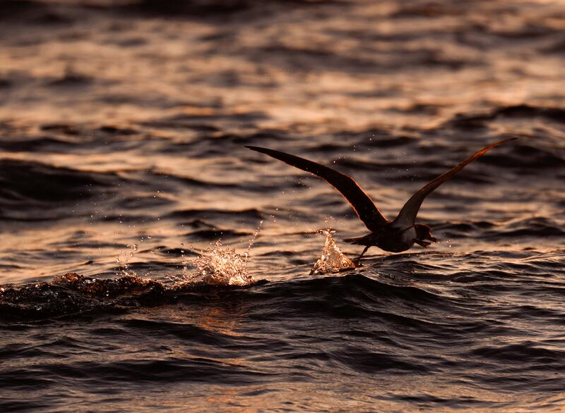 A Scopoli's shearwater seabird skims across the surface of the waves off Ta Cenc Cliffs on the Maltese island of Gozo. Reuters