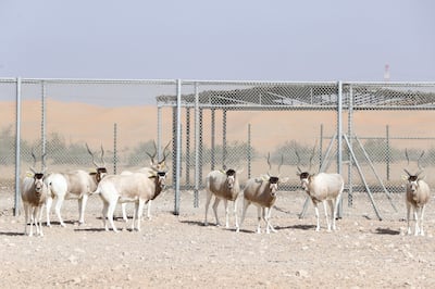 Another 25 addax have been released into a game reserve in Chad as part of ongoing conservation efforts. Khushnum Bhandari / The National 
