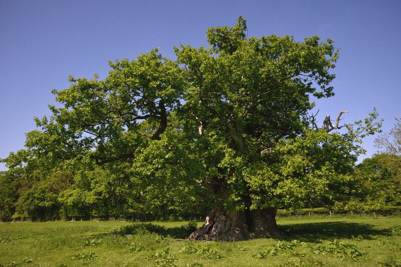 The Escley Oak, Herefordshire, which is one of the 12 shortlisted trees in the Woodland Trust's "Tree of the Year" competition. All photos: PA