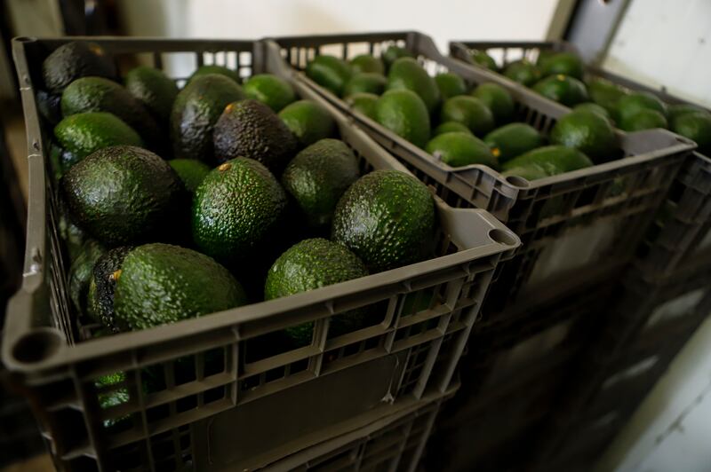 Avocado prices surged to a 24-year high amid tightening supplies in Mexico. AP