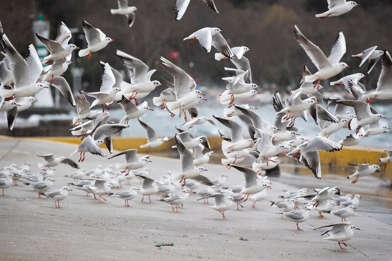Seagulls take off from a wharf as the strong wind hits at the Bosphorus in Istanbul, Turkey. The Turkish State Meteorological Service has warned about strong wind with floating speed between 70 to 100 kph in Istanbul.  EPA