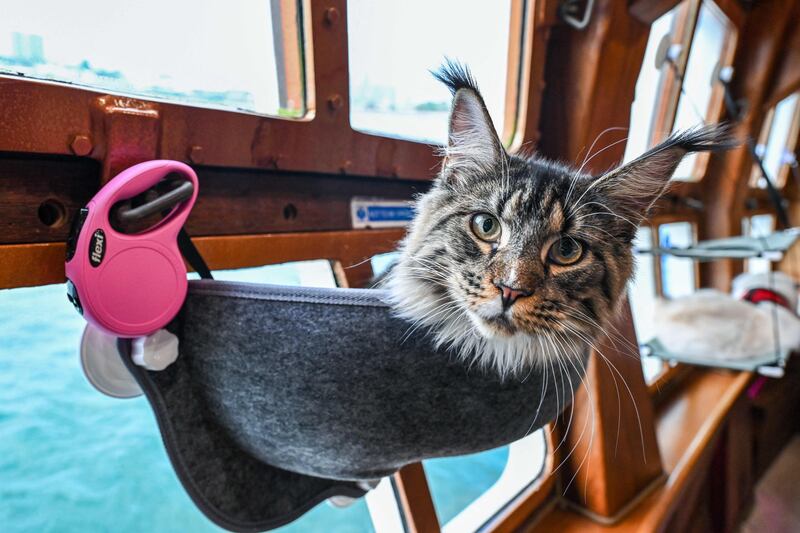 A cat on board the Royal Albatross, a luxury tall ship that hosts sailing and dining experiences around the waters of Singapore with pets allowed. AFP