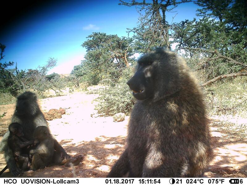 A duo of olive baboons. Lolldaiga Hills / ZSL