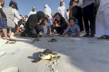 ABU DHABI, UNITED ARAB EMIRATES. 24 APRIL 2019. Turtle release at the Jumeirah at Saadiyat Island Resort. (Photo: Antonie Robertson/The National) Journalist: None. Section: National.