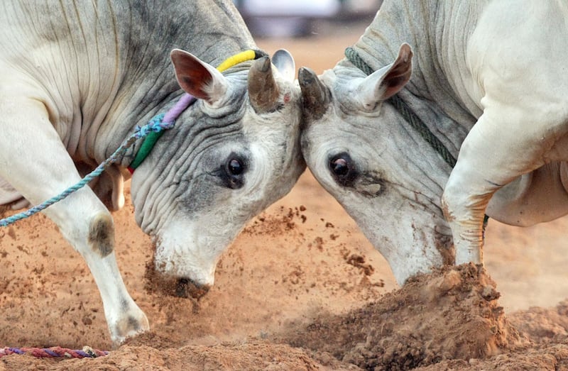 UAE - Fujairah - Nov 18- 2011:   Bull fighting at the Fujairah Heritage Village. ( Jaime Puebla - The National Newspaper )
