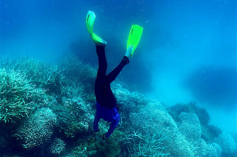 Bleaching happens when the water warms too much, causing corals to expel the colourful algae living in their tissues and turn white