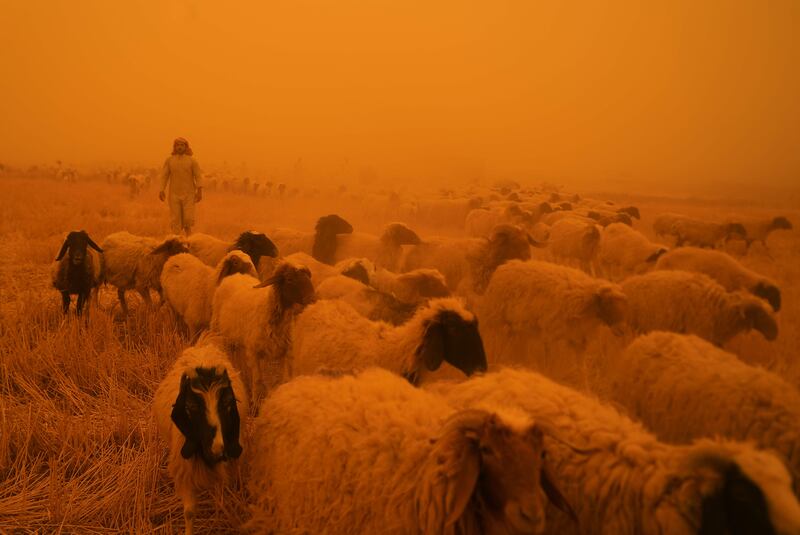 Sheep herded by Bedouin shepherds near Najaf are almost hidden by a sandstorm. AFP