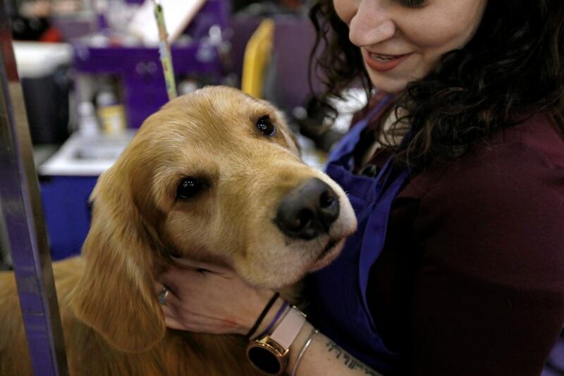 What a good boy: A golden retriever named Daniel is groomed in the benching area during of the second day of competition. EPA