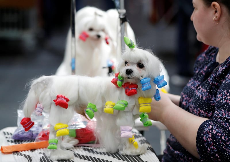 A Maltese is prepared for showing during the third day of the Crufts Dog Show. Darren Staples / Reuters