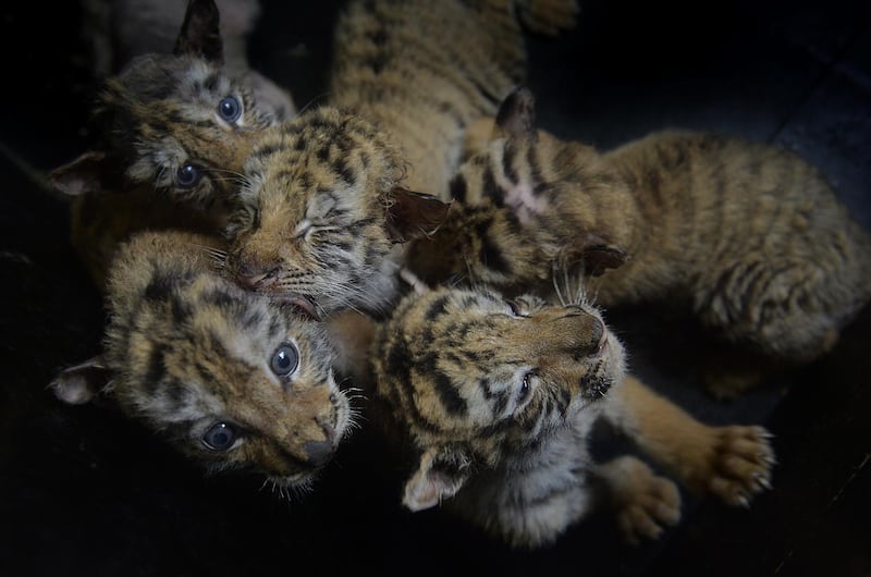 Siberian tiger cubs gather together at Shenyang Guaipo Siberian Tiger Park in Shenyang, China. The Park welcomed 24 Siberian tiger cubs, also known as the Amur tiger, within a month during breeding peak in April. These tiger cubs are ready to meet the tourists on International children's day, which falls on June 1st.  Getty Images