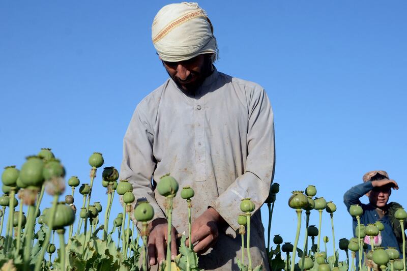 A poppy farmer in Kandahar collects sap from the plants' seed capsules. The sap is the raw material for drugs such as opium, heroin and morphine. AFP
