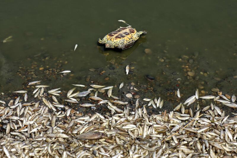 A dead turtle lies upside down near other dead fish by the bank of the Amshan river, which draws its water from the Tigris, in Iraq's southeastern Maysan governorate. AFP