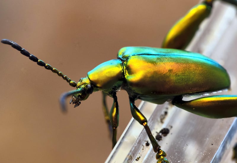 Dubai, United Arab Emirates - July 03, 2019: Frog legged beetle. The Green Planet for Weekender. Wednesday the 3rd of July 2019. City Walk, Dubai. Chris Whiteoak / The National