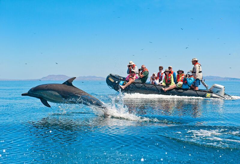 Baja California aboard the National Geographic Sea Bird, April 2012. Photo by Sven-Olof Lindblad