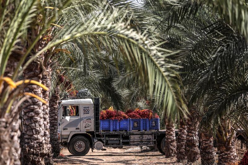 A truck carrying baskets of red dates is seen at a farm in Deir al Balah town, the central Gaza Strip. EPA