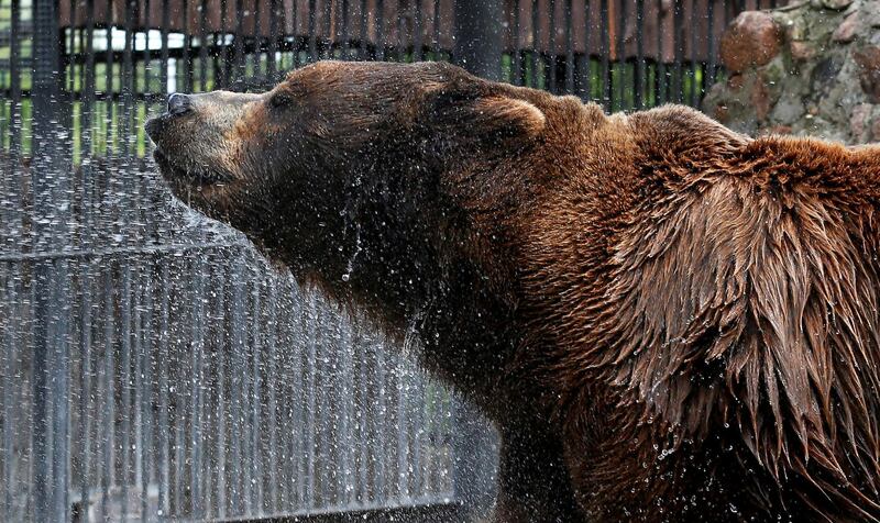 Buyan, a male Siberian brown bear, cools down under a stream of water sprayed by an employee in an enclosure on a hot summer day, at the Royev Ruchey zoo in Krasnoyarsk, Russia.  Reuters